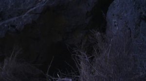 Тотем волка I Wolf Totem (2015)