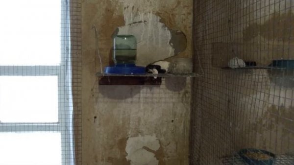 японские аммадины вольерное содержание амадины