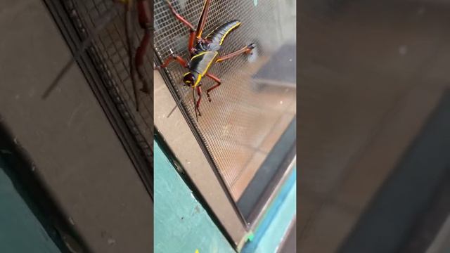 🔴 НЕЗВАННЫЙ ГОСТЬ 🔴 ЯРКАЯ ОДЕЖДА американский КУЗНЕЧИК Болталка Florida USA 06.05. 2021 смотреть онлайн