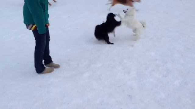 Toy Aussie chases mini American Eskimo dog смотреть онлайн