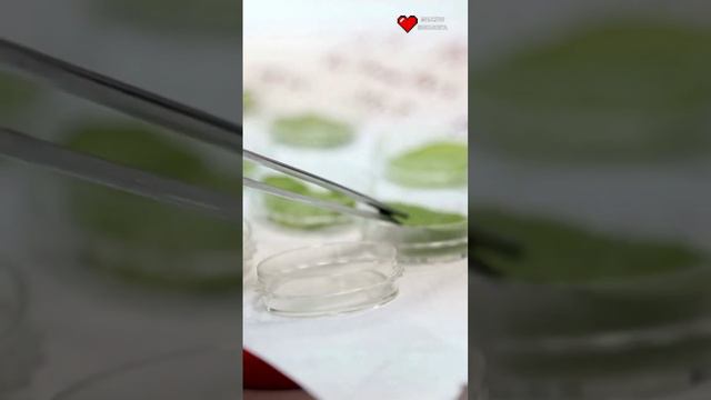 Клонирование растений смотреть онлайн