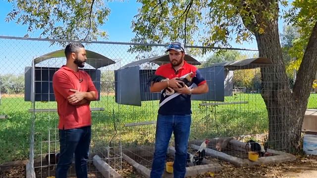 Entrevista a Ricardo Lira del Criadero Rancho San Juan Parte 1 смотреть онлайн