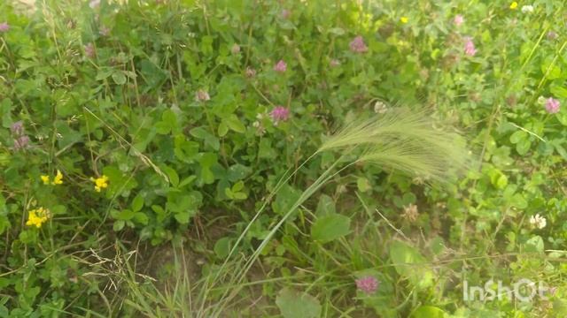 Ячмень гривастый/Barley maned 09.07.2023 4K? #nature #relax смотреть онлайн