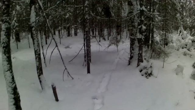Без подъема. Бывает и такая охота с русской гончей смотреть онлайн