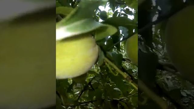 Поздний сорт персик,шафран.первый урожай смотреть онлайн