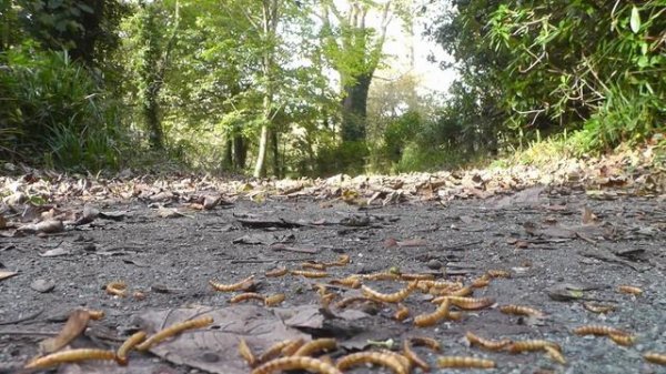 Entertainment Videos For Cats and Dogs To Watch - Squirrel and Bird Fun