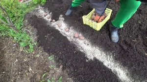 Сажаем картофель новым способом