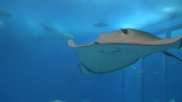 Churaumi Aquarium Okinawa