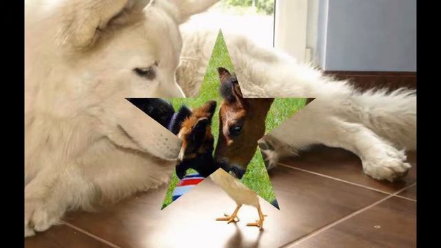 Невероятная дружба животных!