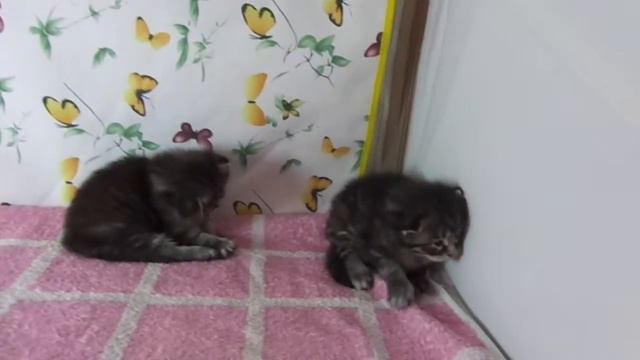 Litter A 20 дней смотреть онлайн