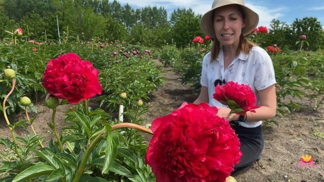 Красно-малиновый пион COMMAND PERFORMANCE / Сад Ворошиловой смотреть онлайн