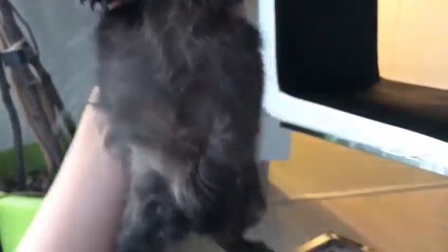 Первое видео|знакомство СВИНКИ с МОРЯ смотреть онлайн