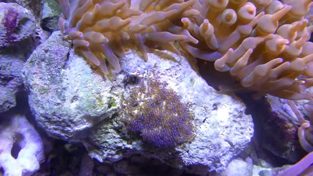 Клоун Кларка (Amphiprion Clarkii) - CoralReef-Aqua.ru