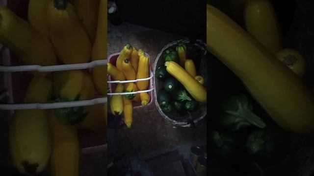 ☼Большой урожай кабачков на традиционном методе посадки на куриный навоз. смотреть онлайн