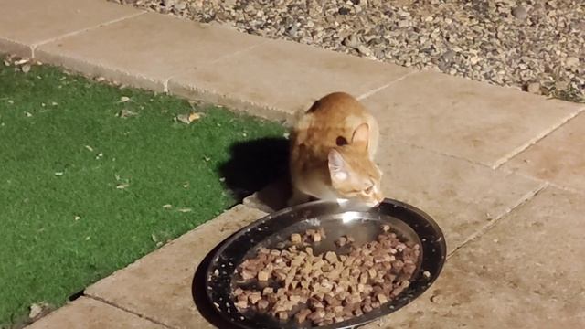 Cat Rescue. Escape from Al-CAT-raz смотреть онлайн