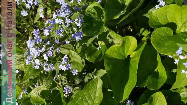 Шикарная "Бруннера-Незабудка" в моем саду... Смотри и наслаждайся?) смотреть онлайн