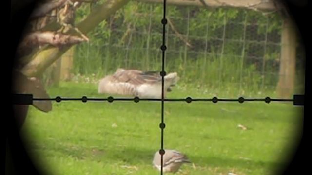 Sorting Feral Birds from Tame Ones смотреть онлайн