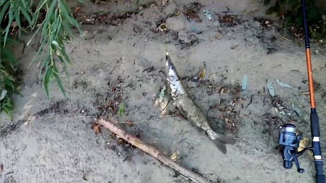 Зубастые красотки на спиннинг. Алтайский край река Чумыш. смотреть онлайн