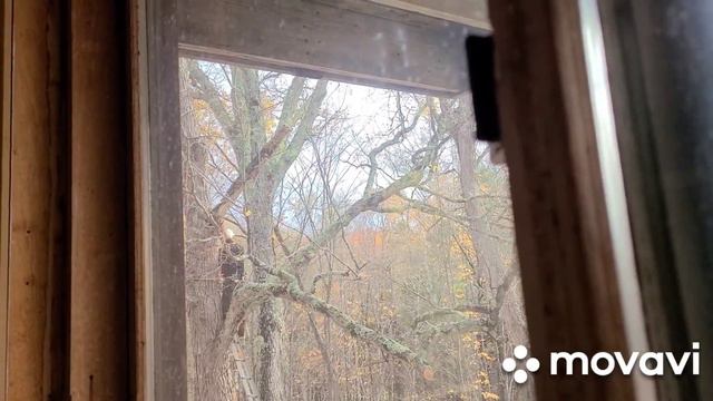 Жизнь без прикрас.Канада. Спилка старых деревьев. смотреть онлайн