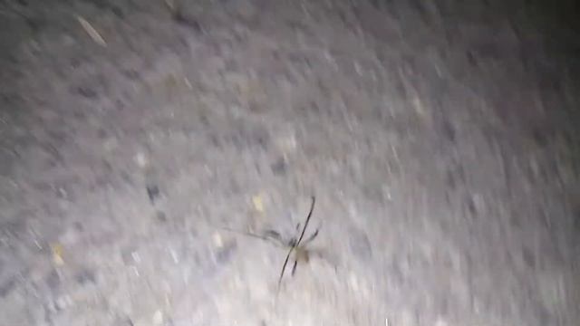 ПАУК БЕЖИТ ПОД ДАБСТЕП смотреть онлайн