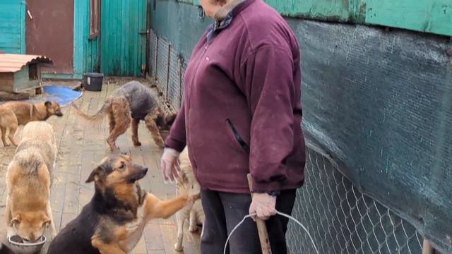 День котов смотреть онлайн