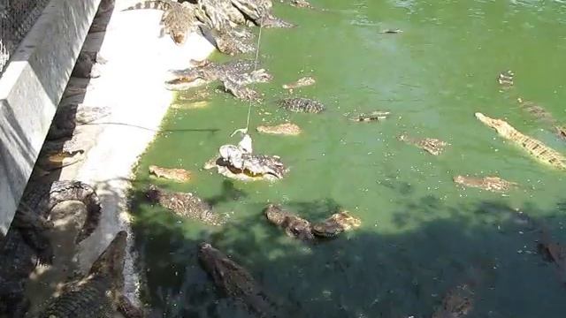 Крокодиловая ферма тайланд смотреть онлайн