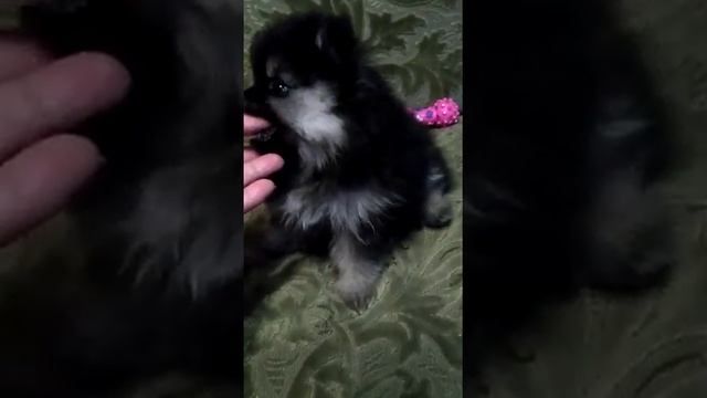 шпиц померанский мини окрас черный с подпалом смотреть онлайн