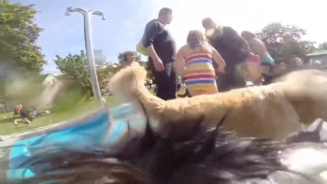 Gustav beim Hundebadetag im Korber Freibad смотреть онлайн