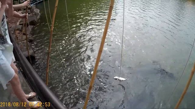 Таиланд, Паттайя, парк Нонг-нуч кормление арапайм. смотреть онлайн