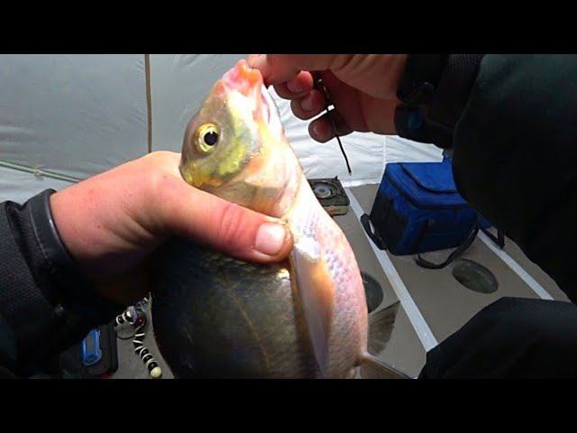 С УМА СОЙТИ!!! ЛЮТЫЙ ЖОР РЫБЫ НА ГЛУБИНЕ 13 МЕТРОВ! МЕЧТА ЛЮБОГО РЫБАКА! РЫБАЛКА С НОЧËВКОЙ смотреть онлайн