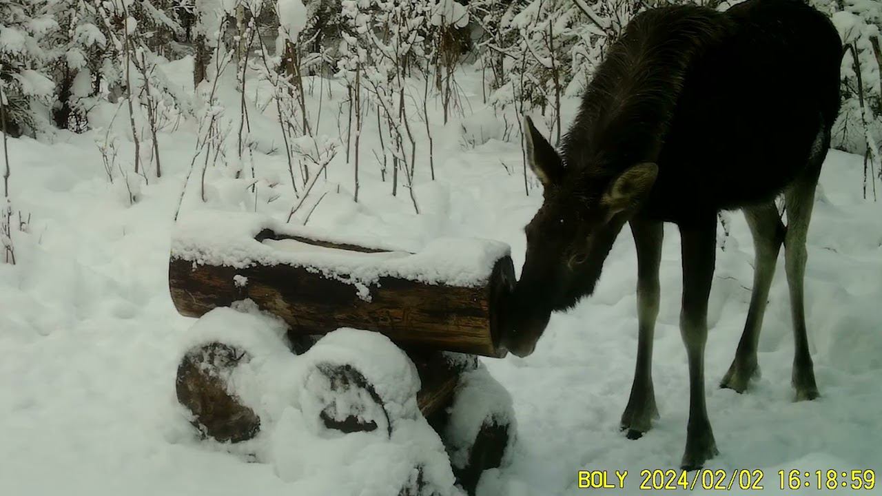 Фотоловушка Bolyguard SG2060-K #26.3 / Солонец №2 смотреть онлайн