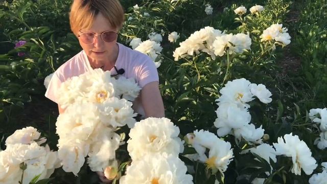 Gardenia peony. Гардения пион. Пулков сад смотреть онлайн