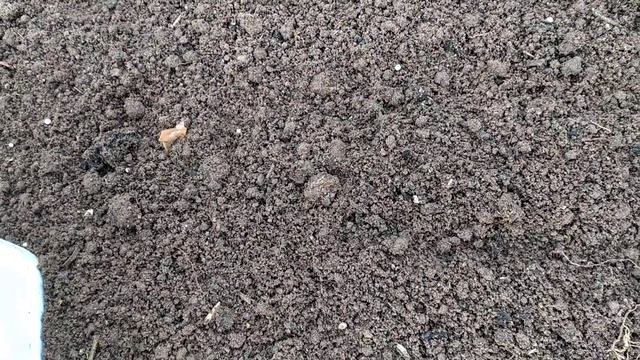 Посадила лучок и посеяла редис, для весенних салатиков. смотреть онлайн