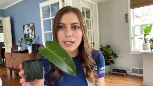 All of the Plants I Bought in August! Uncommon Plants, Common Plants, Wishlist Plants!