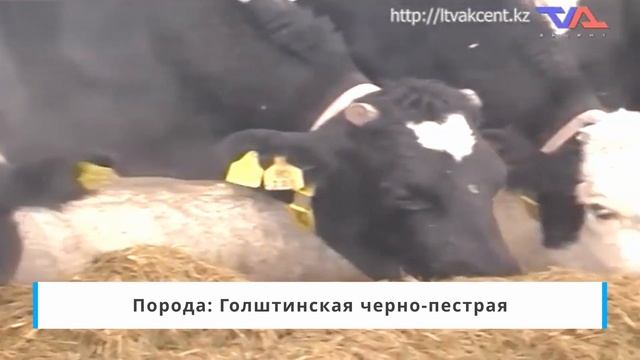 Топ-10 лучших ферм по продуктивности коров в Казахстане смотреть онлайн