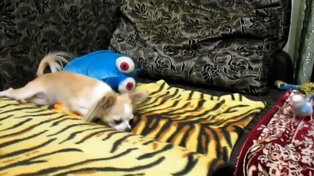Попугай Кеша и чихуахуа смотреть онлайн