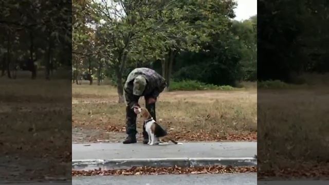 Дрессировка Бигля. смотреть онлайн