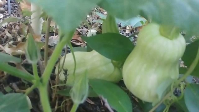 Growing butternut squash with actual results - part 2 смотреть онлайн