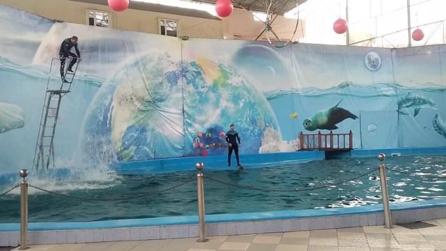 дельфины в прыжке касаются мячей смотреть онлайн