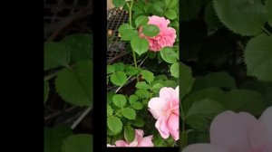 розы КОРАЛЛ ЖЕЛЕ, ДЖАЗ, ПОЭЗИЯ  превосходят ожидания !!!!