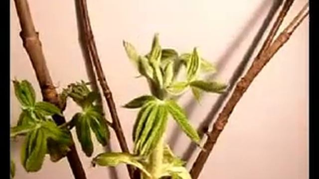 Copy of Chestnut timelapse смотреть онлайн