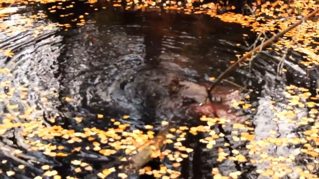 Удочка для бобра смотреть онлайн