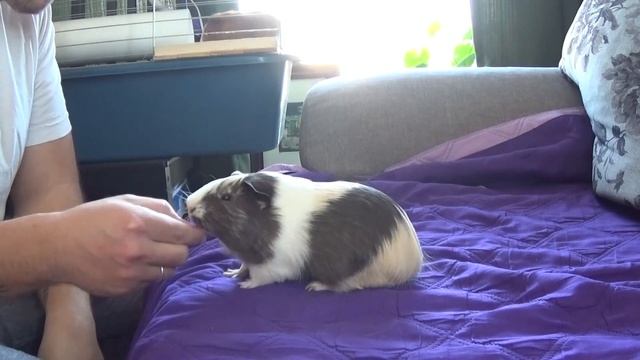 Треню морскую свинку 2 \ Guinea pig training 2 смотреть онлайн