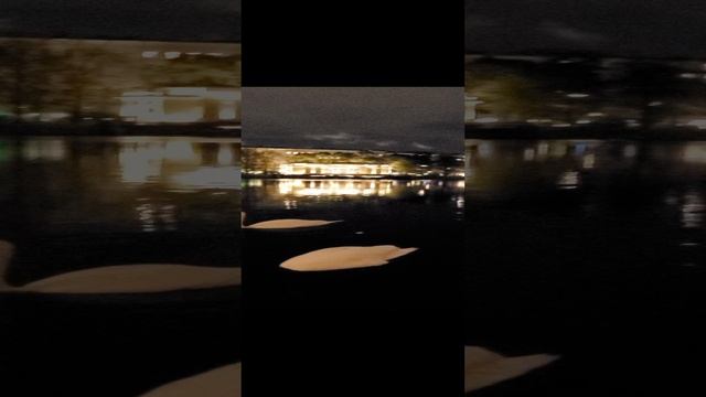 Лебеди на Патриарших прудах 20231015 смотреть онлайн