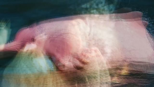 10 Rarest Animals On Planet Earth смотреть онлайн