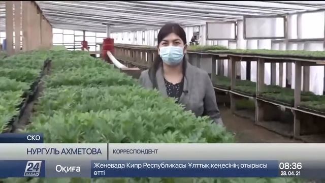 В 150 дворах села Имантау выращивают цветы для реализации смотреть онлайн