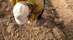 Как правильно отрегулировать плуг на тракторе!