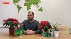 Как продлить цветение пуансеттии. Удобряйте так и Ваша рождественская звезда будет цвести полгода!