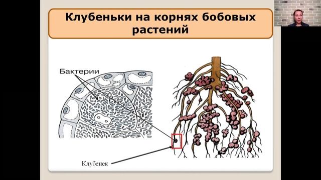 Роль бактерий в природе и жизни человека смотреть онлайн