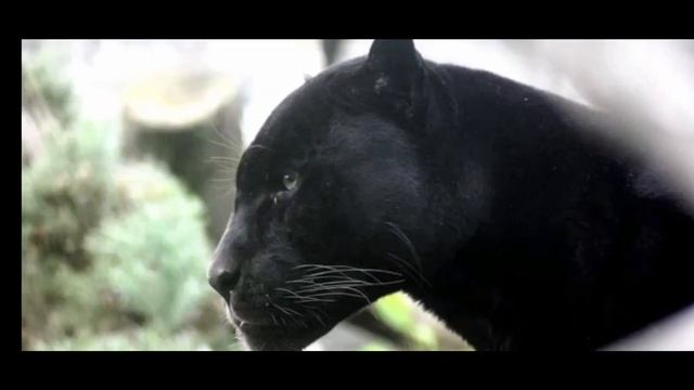 Черные пантеры - красивые дикие кошки смотреть онлайн